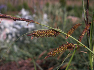 Vivers Càrex - Carex flacca 
